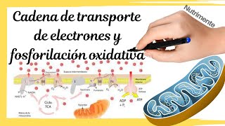 CADENA de TRANSPORTE de ELECTRONES y FOSFORILACIÓN OXIDATIVA [upl. by Jahdai]