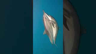 Dolphin Mating  Clear View [upl. by Lennej]