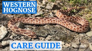 Western Hognose Snake InDepth Care Guide [upl. by Nivrek]