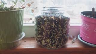 Sprouting black sunflower seeds for chickens [upl. by Gresham]