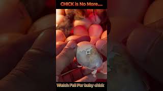 This time I failed to save baby chick [upl. by Ariamoy812]