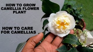 How to Grow Camellia Flower Plant Care and Tips [upl. by Romeu]