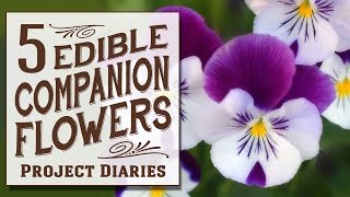 ★ 5 Edible Companion Flowers Growing Benefits amp Serving Ideas [upl. by Ecinnej]