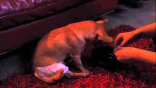 Luxating Patella  Chihuahua after surgery recovery  Day 1 [upl. by Kenrick]