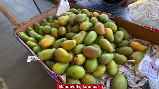 Buying Mangos In Mandeville Jamaica mandevillejamaica [upl. by Edison621]