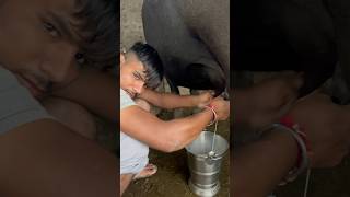 Dhar kadni aav na 💴💴 shorts dairyfarm cow kishandairyfarm short youtubeshorts [upl. by Lakin]