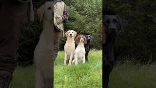 Which one goes gundogtraining labrador springerspaniel [upl. by Lleral275]