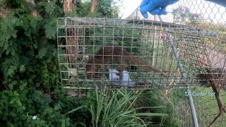 StepbyStep Guide to Setting Mongoose Traps  Episode 3 veterinary wildlife rabies [upl. by Alicsirp]