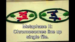 Mitosis vs Meiosis [upl. by Erlandson]