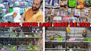 Cats And Parrots Accessories Available At Umer Birds Gallery Near Shah Chananna Qabristan Sialkot [upl. by Nilat969]