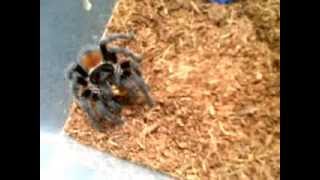 Euathlus spec quotRed  Chile Flame tarantula feeding time [upl. by Nisay]