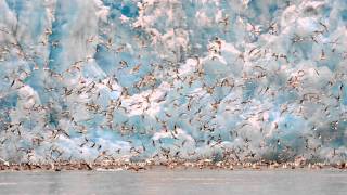 Einojuhani Rautavaara Concerto for Birds and Orchestra “Cantus Arcticus” Op 61 [upl. by Hong]