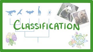 GCSE Biology  Classification 80 [upl. by Nednyl352]