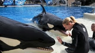 The Shamu Story at SeaWorld San Diego [upl. by Nairoc]