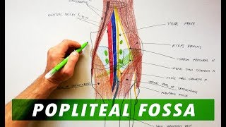 Popliteal Fossa  Boundaries amp Contents  Anatomy Tutorial [upl. by Marpet]