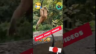 Monkey funny short video funny short trendingvideo [upl. by Thornburg]