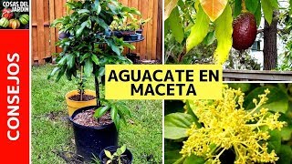 TOP 6 CUIDADOS AGUACATE EN MACETA  PALTA en maceta [upl. by Obla]