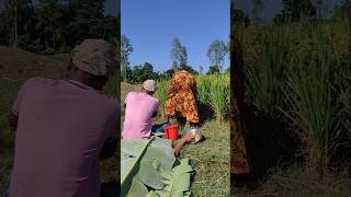 See what happened while working in the paddy field [upl. by Brosine]