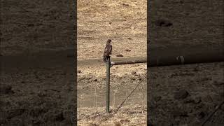 Red Tailed Hawk in Livermore Hawk red tailed hawk raptor birdsofprey [upl. by Hassi993]