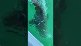 Goliath Grouper Eats Shark [upl. by Leftwich852]