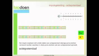 Biodoen  impulsgeleiding 2 van 5 [upl. by Ylicis670]