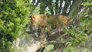 Northern Lion Panthera leo leo Video 01 Climbing Lion [upl. by Cecilius]