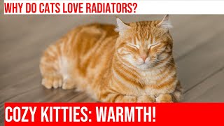 Cats amp Radiator Warmth Cozy Kitties Explained [upl. by Adnale504]