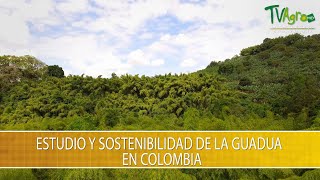 Estudio y Sostenibilidad de la Guadua en Colombia TvAgro por Juan Gonzalo Angel Restrepo [upl. by Sansen]