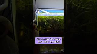 ☘️ 🐠😍 Solving algae issue using duckweed Natural fish keeping Natural fish tank Tamil [upl. by Paulita]