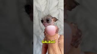 This Is A Galago shorts cute [upl. by Nahtanaoj]