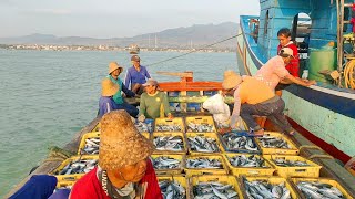 Ikan Tetengkek 70 Basket Bongkar ikan Tangkapan Selama 4 Malam  Nelayan Story [upl. by Avera]