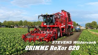 Bieten rooien met de nieuwe Grimme ReXor 620 Loonb Stevens Wildervank [upl. by Chloras]