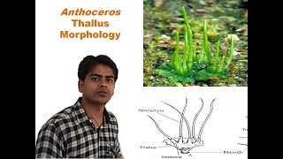 Anthoceros Thallus Morphology [upl. by Key]