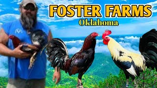 Foster Farms Oklahoma  Mitch Winters [upl. by Randell]