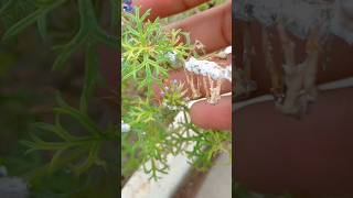 Mealybugs treatment  how to remove mealybugs shorts mealybug mealybugs gardening garden [upl. by Aned]