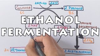 Ethanol Fermentation  Process of Alcohol Formation [upl. by Oiludbo]