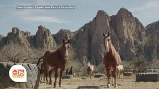 Saguaro Lake Guest Ranch offers adventures in the splendor of nature [upl. by Guilbert]