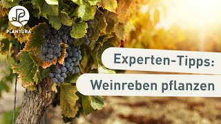 Weinreben im Garten pflanzen Anleitung [upl. by Thursby]