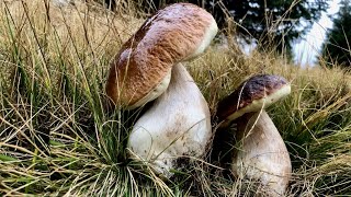 XL I GIGANTI DELLA MONTAGNA FUNGHI PORCINI 311 OTTOBRE 2020 [upl. by Hestia90]