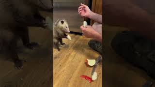 Blind Possum taste test taste test possum follow animal funny fruit wildlife love food [upl. by Bautista]