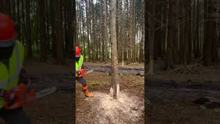 Safe corner cut practice in a smaller tree treefelling chainsaw arborist chainsawstihl [upl. by Rma224]