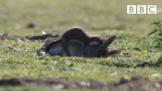 Stoat kills rabbit ten times its size  Life  BBC [upl. by Wallach]