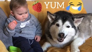 Husky amp Baby Pulls Funny Faces Whilst Eating Stawberries Will Make You Smile [upl. by Gerrard]