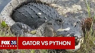 Alligator vs python fight caught on camera in the Florida Everglades [upl. by Lledualc]