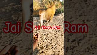 Jai shri ram cutebabymonkey monkeybander [upl. by Remmus]