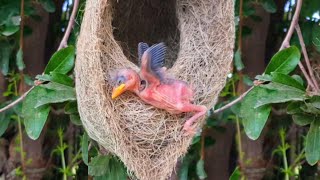 Weaver birds baby would die if it fell down from nest but baby bird helps herself [upl. by Doersten442]