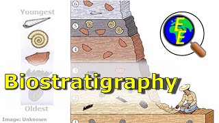 Does the Fossil Record Show Evolution  Dr Art Chadwick [upl. by Morganstein761]