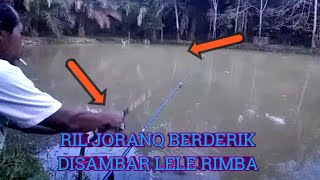 Mancing disore hari DITARIK IKAN REAL BERDERING BIKIN KETAGIHAN [upl. by Seraphine]