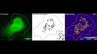 Example of Mitochondrial Movement in a Cos7 Cell [upl. by Leddy]