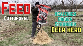 How to Feed Fortified Cottonseed  DIY Feed Basket [upl. by Suedama566]